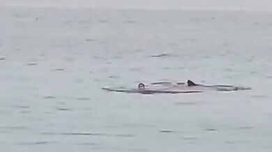 Útok žraloka v Turecku