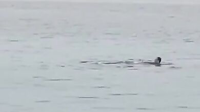 Útok žraloka v Turecku