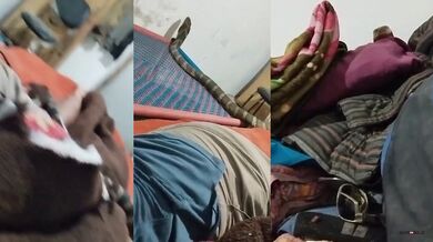 Kráľovská kobra navštívila muže v posteli