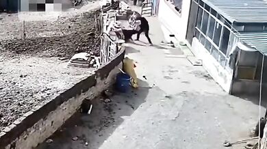 Muž se postavil útočícímu psovi