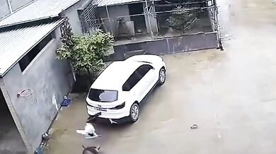 Chlapec zachráněn autem před útokem buvola