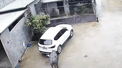 Chlapec zachráněn autem před útokem buvola