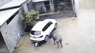 Chlapec zachráněn autem před útokem buvola