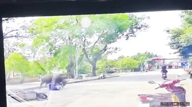 Buvol napadl ženu na skútru