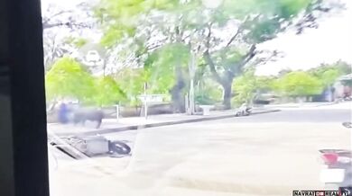 Buvol napadl ženu na skútru