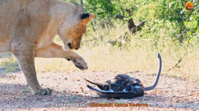 Epický souboj mezi lvy, černou mambou a orlem