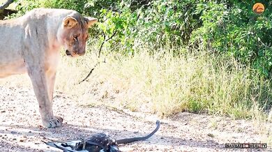 Epický souboj mezi lvy, černou mambou a orlem