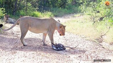 Epický souboj mezi lvy, černou mambou a orlem