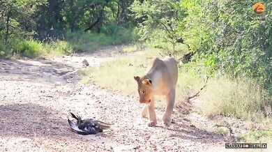 Epický souboj mezi lvy, černou mambou a orlem