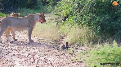Epický souboj mezi lvy, černou mambou a orlem