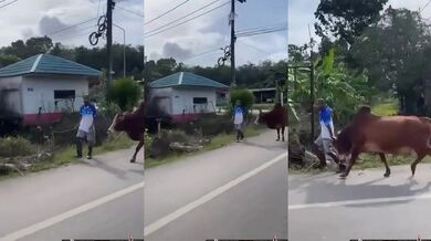 Filipínský farmář se špatně podíval na svoji krávu