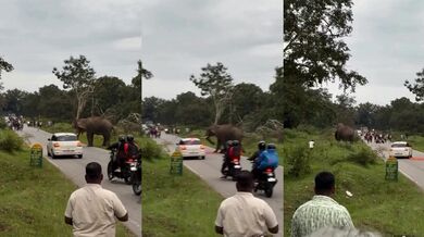 Slon v indické rezervaci Bandipur zaútočil na muže, který ho vyrušil při jídle