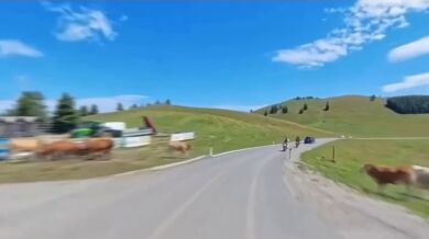 Srážka motorkáře s krávou