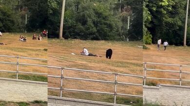 Vyrušení medvědem