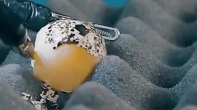 Robotičtí chirurgové dosahují nevídané přesnosti: operace vejce bez prasknutí skořápky