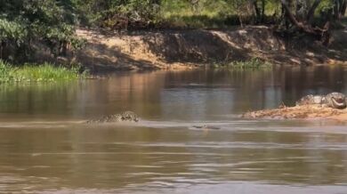 Jaguar přemohl obrovského kajmana