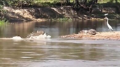 Jaguar přemohl obrovského kajmana