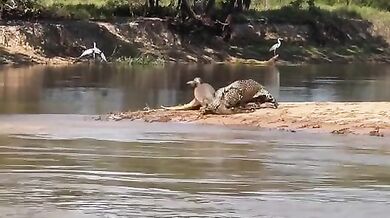 Jaguar přemohl obrovského kajmana