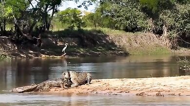 Jaguar přemohl obrovského kajmana