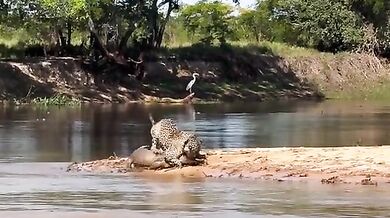 Jaguar přemohl obrovského kajmana