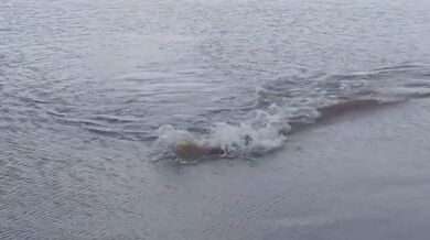 Plavec těsně unikl aligátorovi