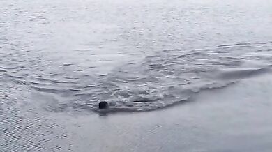 Plavec těsně unikl aligátorovi