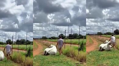 Pokus o jízdu na býkovi