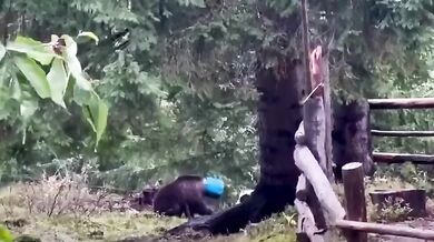 Medvědice zachráněná z plastového sudu: Šťastný konec dramatu v rumunských Karpatech