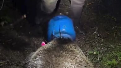 Medvědice zachráněná z plastového sudu: Šťastný konec dramatu v rumunských Karpatech