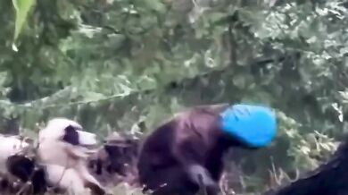 Medvědice zachráněná z plastového sudu: Šťastný konec dramatu v rumunských Karpatech