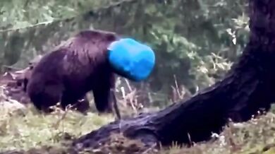 Medvědice zachráněná z plastového sudu: Šťastný konec dramatu v rumunských Karpatech