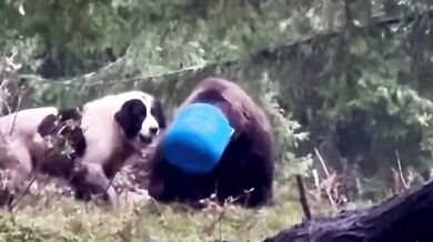 Medvědice zachráněná z plastového sudu: Šťastný konec dramatu v rumunských Karpatech