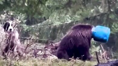 Medvědice zachráněná z plastového sudu: Šťastný konec dramatu v rumunských Karpatech