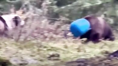 Medvědice zachráněná z plastového sudu: Šťastný konec dramatu v rumunských Karpatech