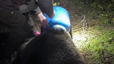 Medvědice zachráněná z plastového sudu: Šťastný konec dramatu v rumunských Karpatech