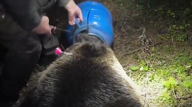 Medvědice zachráněná z plastového sudu: Šťastný konec dramatu v rumunských Karpatech