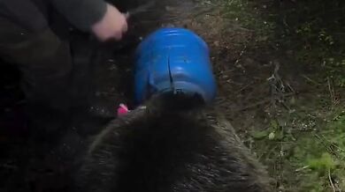 Medvědice zachráněná z plastového sudu: Šťastný konec dramatu v rumunských Karpatech