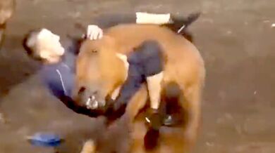 Krocení koně starým způsobem