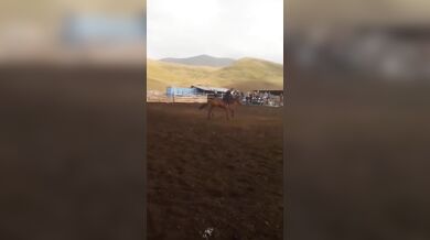 Krocení koně starým způsobem