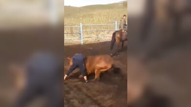 Krocení koně starým způsobem