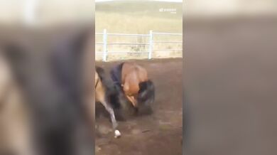 Krocení koně starým způsobem