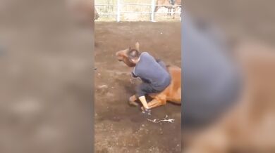 Krocení koně starým způsobem