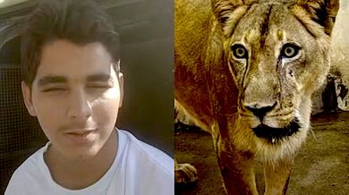 Tragédie v brazilské zoo: Muž vlezl do výběhu lvice a ta ho na místě usmrtila