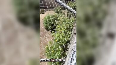 Tragédie v brazilské zoo: Muž vlezl do výběhu lvice a ta ho na místě usmrtila