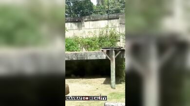 Tragédie v brazilské zoo: Muž vlezl do výběhu lvice a ta ho na místě usmrtila