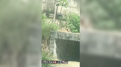 Tragédie v brazilské zoo: Muž vlezl do výběhu lvice a ta ho na místě usmrtila