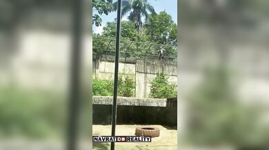 Tragédie v brazilské zoo: Muž vlezl do výběhu lvice a ta ho na místě usmrtila