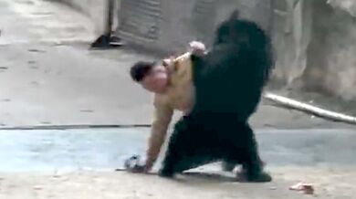 Tančící medvěd na safari parku v Číně zaútočil na cvičitele