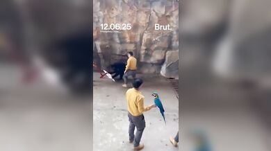 Tančící medvěd na safari parku v Číně zaútočil na cvičitele