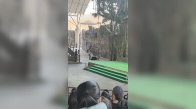 Tančící medvěd na safari parku v Číně zaútočil na cvičitele